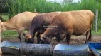 Foto 4 de Fazenda/Sítio com 4 Quartos à venda, 92000m² em Zona Rural, Abadiânia