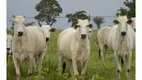 Foto 11 de Fazenda/Sítio à venda em Centro, Cocalinho