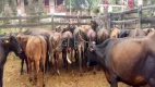 Foto 8 de Fazenda/Sítio com 5 Quartos à venda, 2m² em Centro, Araçuaí