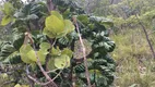 Foto 3 de Fazenda/Sítio à venda em Zona Rural, Pirenópolis