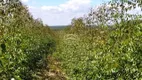 Foto 15 de Fazenda/Sítio à venda em Centro, João Pinheiro