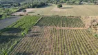 Foto 29 de Fazenda/Sítio com 3 Quartos à venda, 13000m² em Taquara, Brasília