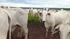 Foto 20 de Fazenda/Sítio com 7 Quartos à venda, 206m² em , Pontal do Araguaia