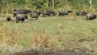 Foto 12 de Lote/Terreno à venda em Pirabeiraba Centro, Joinville