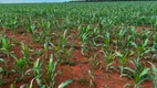 Foto 6 de Fazenda/Sítio à venda em Zona Rural, Pontes E Lacerda