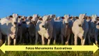 Foto 19 de Fazenda/Sítio à venda, 5000m² em Area Rural de Sao Joao da Boa Vista, São João da Boa Vista