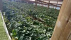 Foto 7 de Fazenda/Sítio com 3 Quartos à venda, 232m² em , Flores da Cunha