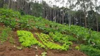 Foto 41 de Fazenda/Sítio com 4 Quartos à venda, 185000m² em Zona Rural, Marechal Floriano