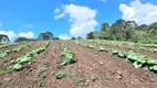 Foto 12 de Fazenda/Sítio com 2 Quartos à venda, 450000m² em Centro, Rio Rufino