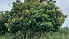 Foto 9 de Fazenda/Sítio com 4 Quartos à venda, 55000m² em Zona Rural, Tapiraí