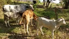 Foto 10 de Fazenda/Sítio com 5 Quartos à venda, 200000m² em Lavrinha, Pinhalão