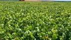 Foto 6 de Fazenda/Sítio com 2 Quartos à venda, 1765m² em Centro, Guia Lopes da Laguna