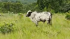 Foto 59 de Fazenda/Sítio à venda em Zona Rural, Rosário Oeste