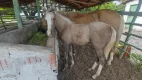 Foto 5 de Fazenda/Sítio com 1 Quarto à venda, 10000m² em Sucatinga, Beberibe