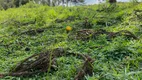 Foto 7 de Fazenda/Sítio com 2 Quartos à venda, 20800m² em Zona Rural, Rio Negrinho