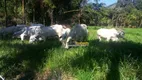 Foto 16 de Fazenda/Sítio com 5 Quartos à venda, 300m² em Sana, Macaé