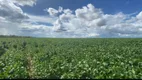 Foto 3 de Fazenda/Sítio com 7 Quartos à venda em , Campo Alegre de Goiás