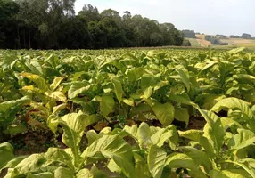 Foto 1 de Fazenda/Sítio com 3 Quartos à venda, 130000m² em , Antônio Olinto