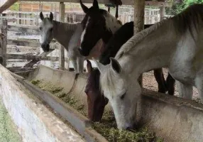 Foto 1 de Fazenda/Sítio com 8 Quartos à venda, 60000m² em , Itatiaiuçu