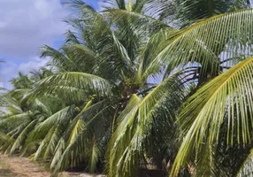 Foto 1 de Fazenda/Sítio à venda, 150000m² em Cobe de Cima, Vera Cruz