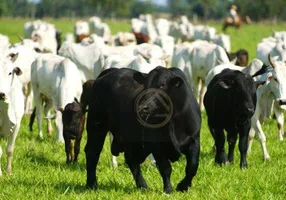 Foto 1 de Fazenda/Sítio à venda, 2480000m² em Centro, Campina da Lagoa