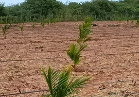 Foto 1 de Fazenda/Sítio com 3 Quartos à venda, 25000m² em Centro, Touros