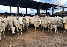 Foto 1 de Fazenda/Sítio à venda, 3436400m² em , Bom Jesus do Tocantins