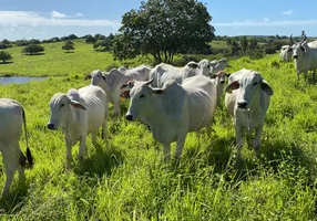 Foto 1 de Fazenda/Sítio com 4 Quartos à venda, 21600m² em Monte Alegre, Monte Alegre