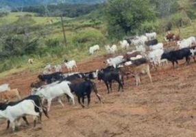 Fazenda/Sítio 4800 m² em Zona Rural em Jacutinga, por R$ 530.000 - Viva Real