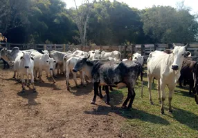 Foto 1 de Fazenda/Sítio com 2 Quartos à venda, 532000m² em Zona Rural, Cambuí