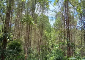 Foto 1 de Fazenda/Sítio à venda, 81487m² em Zona Rural, Tijucas do Sul