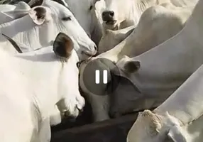 Foto 1 de Fazenda/Sítio à venda em , Itapecuru Mirim