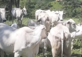 Foto 1 de Fazenda/Sítio com 5 Quartos à venda, 210m² em , Padre Bernardo