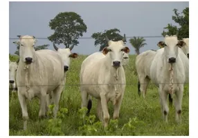 Foto 1 de Fazenda/Sítio à venda em Honoropolis, Campina Verde