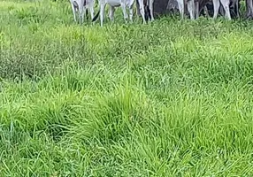 Foto 1 de Fazenda/Sítio à venda em Centro, Teresina de Goiás