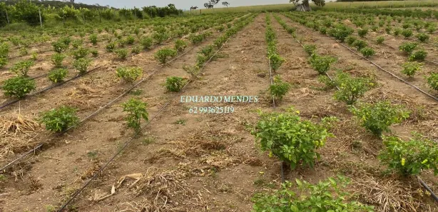 Fazenda/Sítio com 3 Quartos à venda, 13000m² no Área Rural de Anápolis, Anápolis