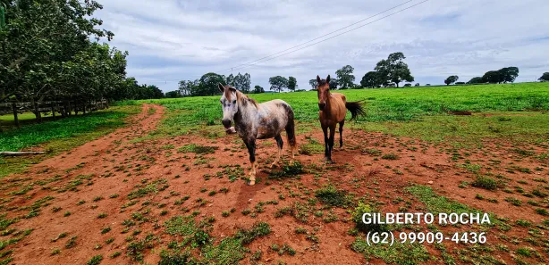 Fazenda/Sítio à venda, 968000m² no Área Rural, Goianira