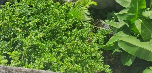 Casa com 3 Quartos à venda, 100m² no Nordeste de Amaralina, Salvador