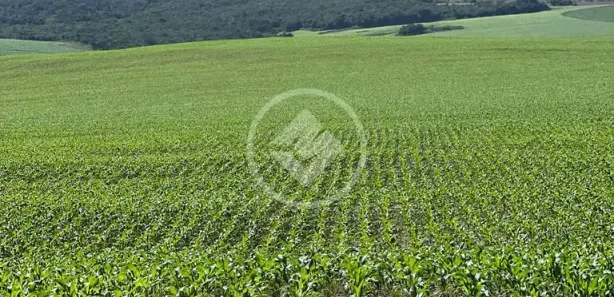 Fazenda/Sítio à venda, 200m² no Vila Santa Maria, Inhumas