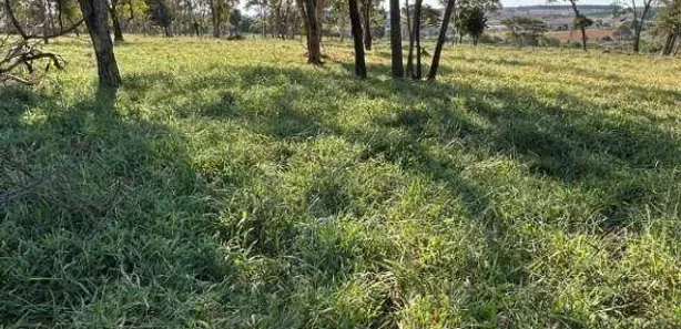 Fazenda/Sítio com 5 Quartos à venda, 600m² no , Leopoldo de Bulhões