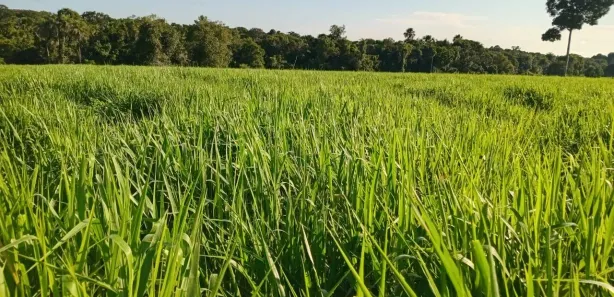 Fazenda/Sítio com 2 Quartos à venda, 1930000m² no , Estreito