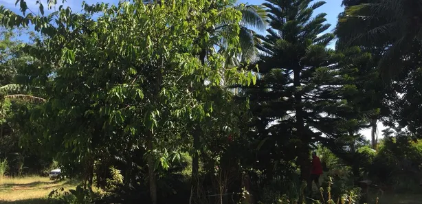 Fazenda/Sítio com 3 Quartos à venda, 172m² no Rio Mole (Bacaxá), Saquarema