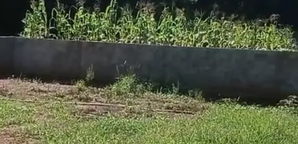 Fazenda/Sítio com 3 Quartos à venda, 500m² no Residencial Morumbi, Anápolis