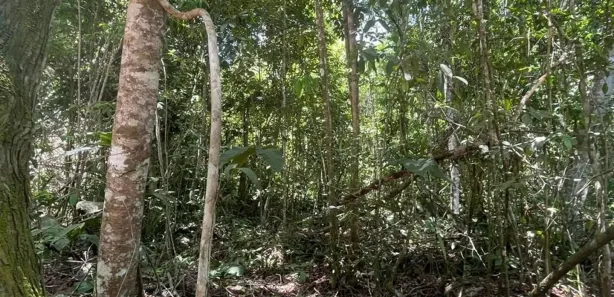Lote/Terreno à venda, 5000m² no Trancoso, Porto Seguro