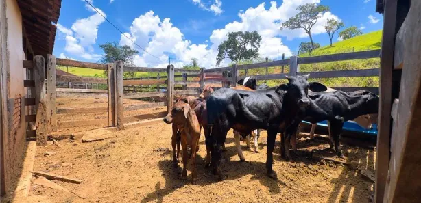 Fazenda/Sítio à venda, 1000000m² no Área Rural de Brazlândia, Brasília