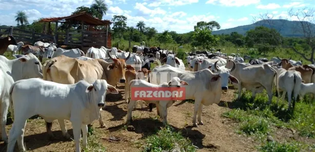 Fazenda/Sítio à venda, 249m² no , Buritis