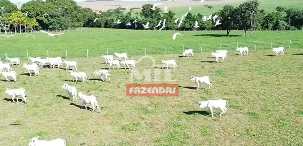 Fazenda/Sítio à venda, 500m² no , Gameleira de Goiás