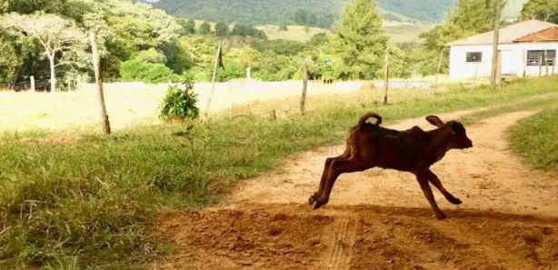 Fazenda/Sítio com 8 Quartos para alugar, 700m² no , Cabreúva