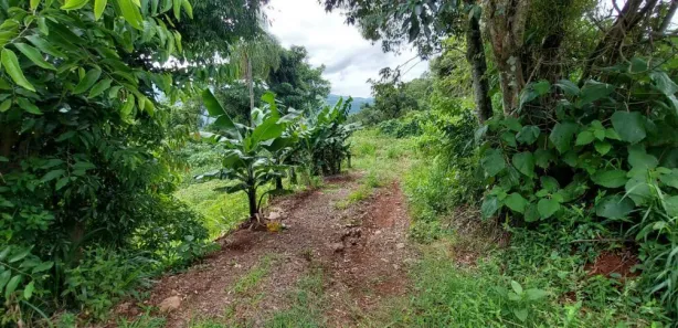Lote/Terreno à venda, 25000m² no Scheiblin, Linha Nova