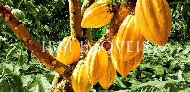 Fazenda/Sítio com 20 Quartos à venda, 700m² no , Belmonte